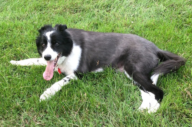 are border collies neurotic